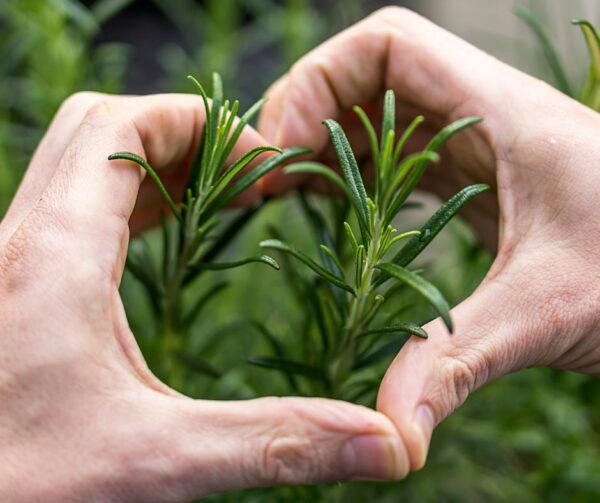 Hands holding a love heart shape above herbs for blog about front garden ideas.
